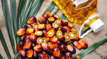 Palm Oil: The Good and the Bad